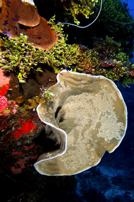 Large sponge on wall
