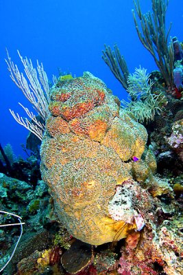 Netted barrel sponge