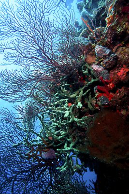 Corals and sponges on wall