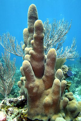Pillar coral with sea rod coral
