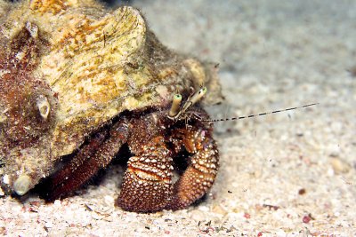 Hermit crab