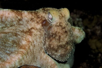 Octopus