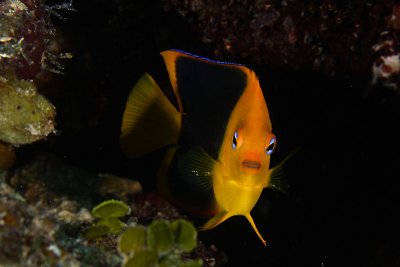 Rock beauty