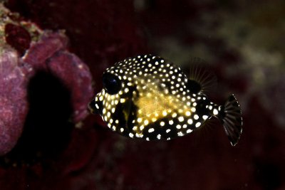 Intermediate smooth trunkfish