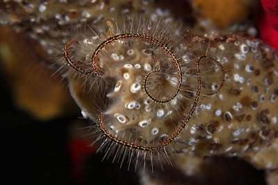 Brittle star on sponge