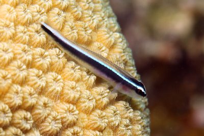Goby on star coral
