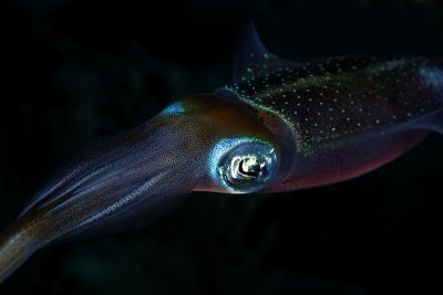 Squid