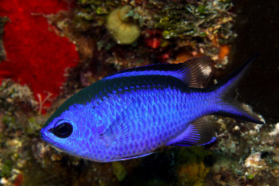 Blue chromis