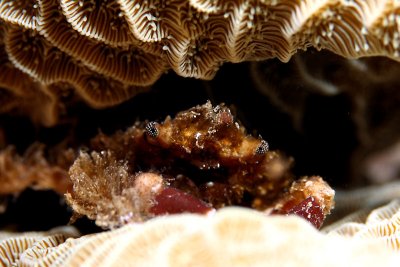 Hermit crab