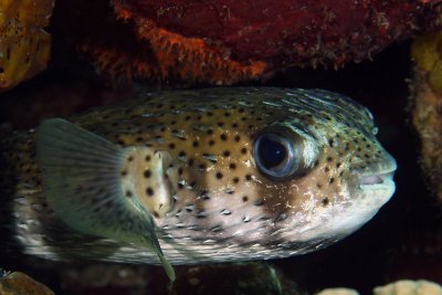 Balloonfish