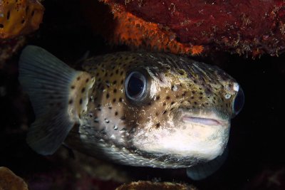Balloonfish