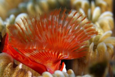 Horseshoe worm