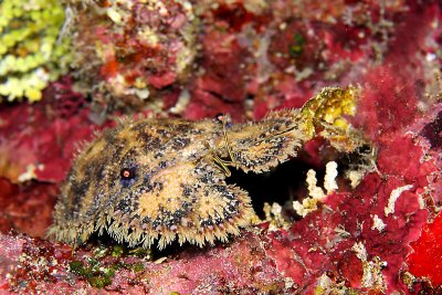 Sculpted slipper lobster