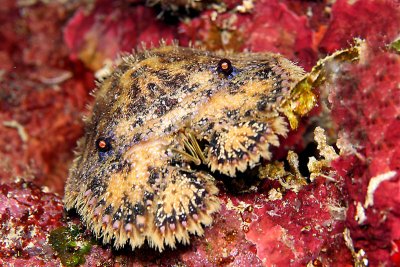 Sculpted slipper lobster