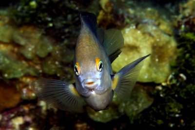 Damselfish