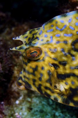 Scrawled cowfish