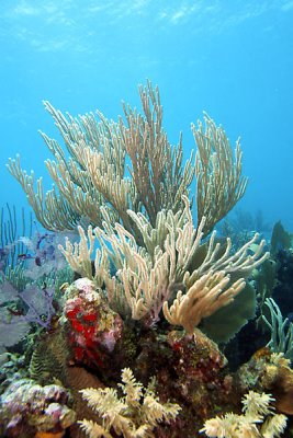 Sea rod corals