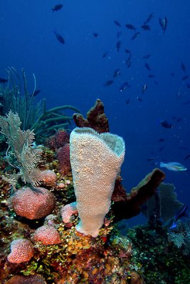 Azure vase sponge