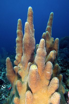 Pillar coral