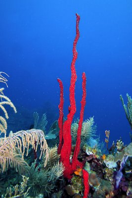 Red rope sponge