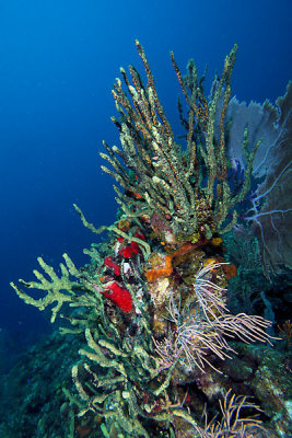 Green rope sponge