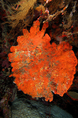 Elephant ear sponge