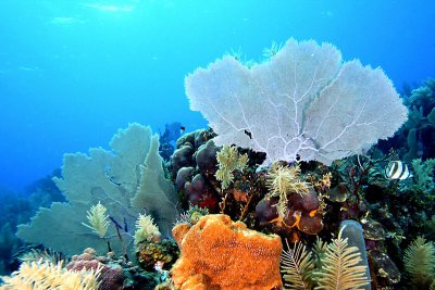 Sea fans