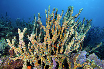 Rope sponge
