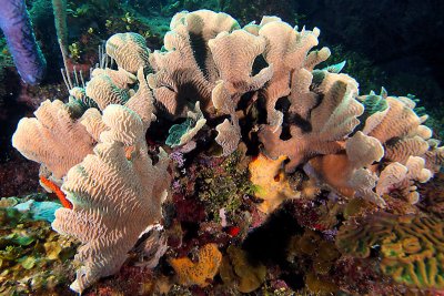 Lettuce coral
