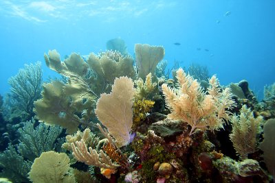 Reef scene
