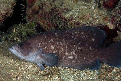 Soapfish