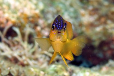 Juvenille longfin damselfish