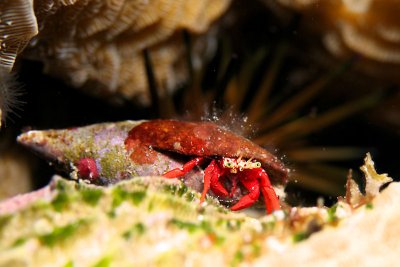 Hermit crab