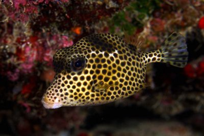 Spotted trunkfish