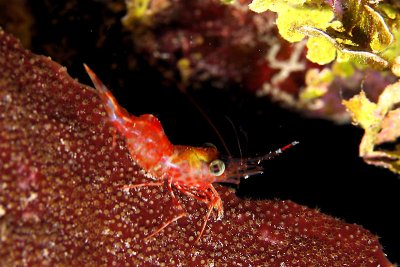 Red shrimp