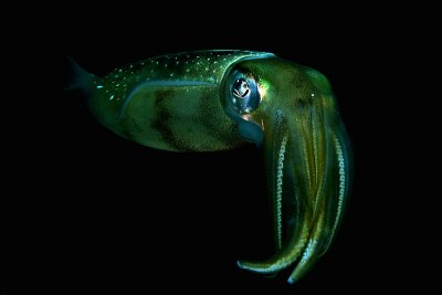 Squid