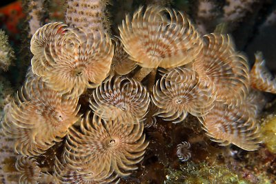 Social feather dusters