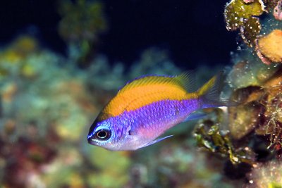 Juvenille sunshinefish