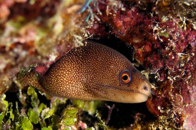 Goldentail eel