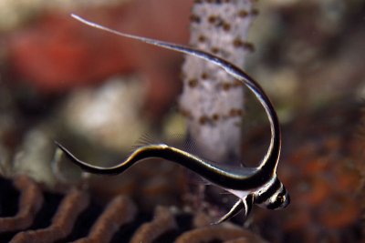 Juvenille spotted drum