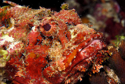 Scorpionfish