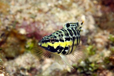 Harlequinfish