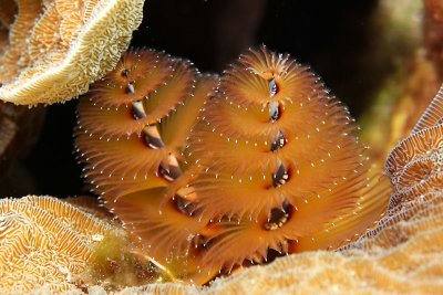Christmas tree worm