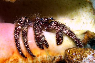 Hermit crab in a conch shell