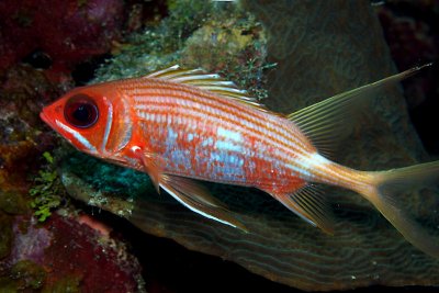 Squirrelfish