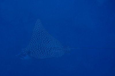 Spotted eagle ray