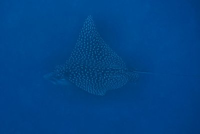 Spotted eagle ray