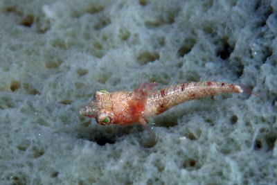 Blenny?