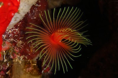 Star horseshoe worm
