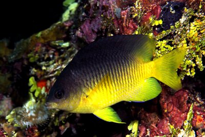 Intermediate cocoa damselfish